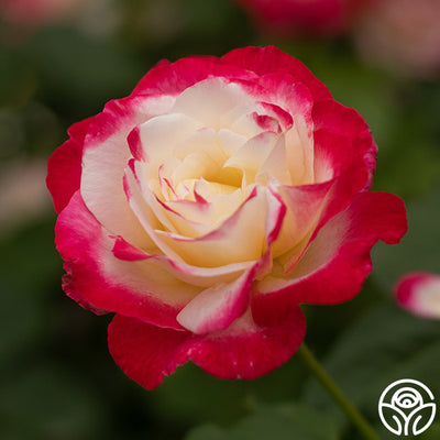 Double Delight Rose - Hybrid Tea - Exceptionally Fragrant – Heirloom Roses