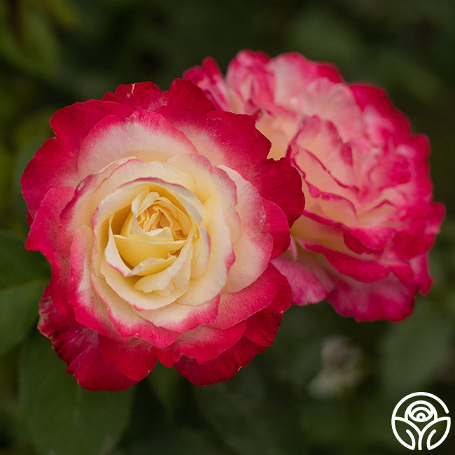 Double Delight Rose - Hybrid Tea - Exceptionally Fragrant – Heirloom Roses