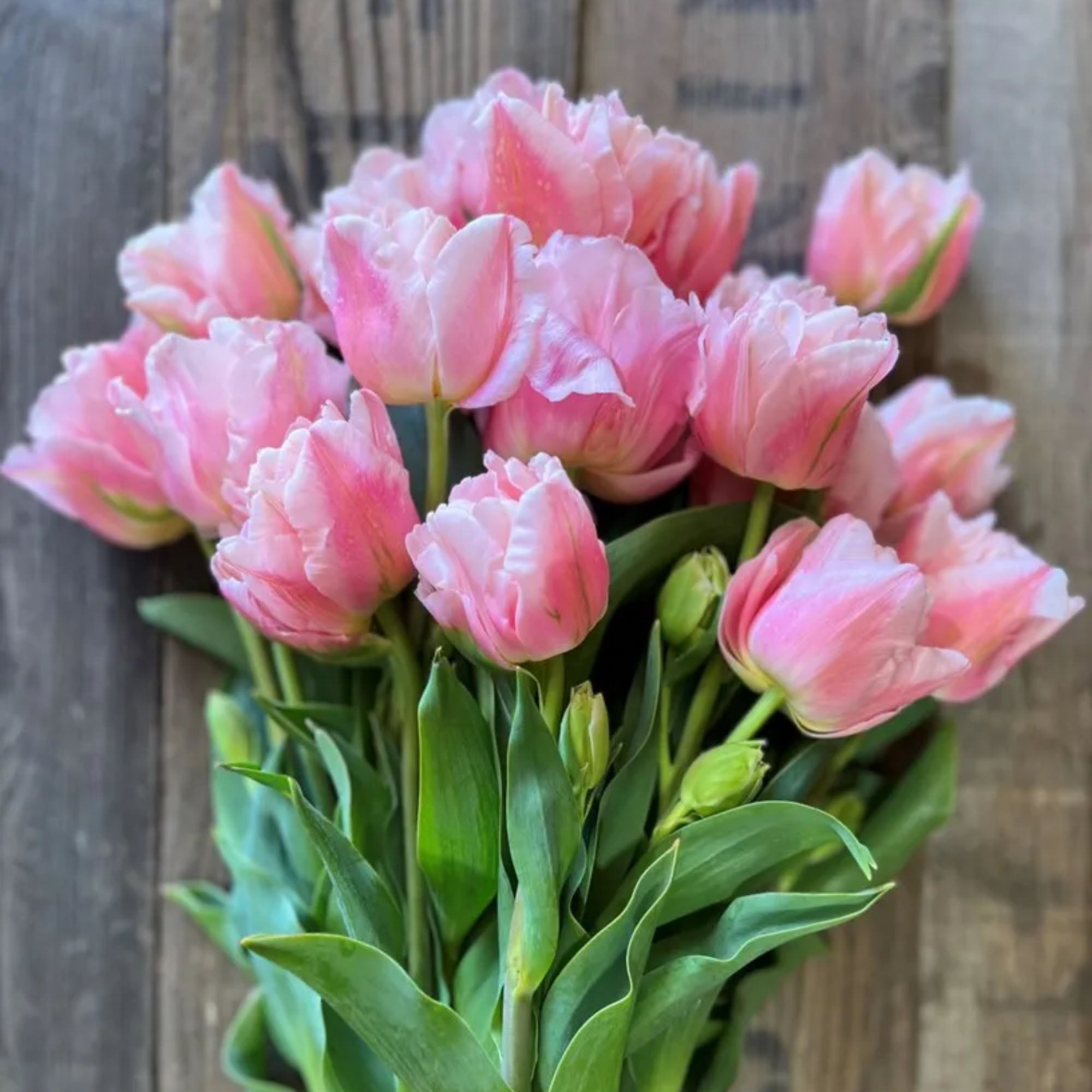 Dreamer | Tulip Bulb For Garden – Heirloom