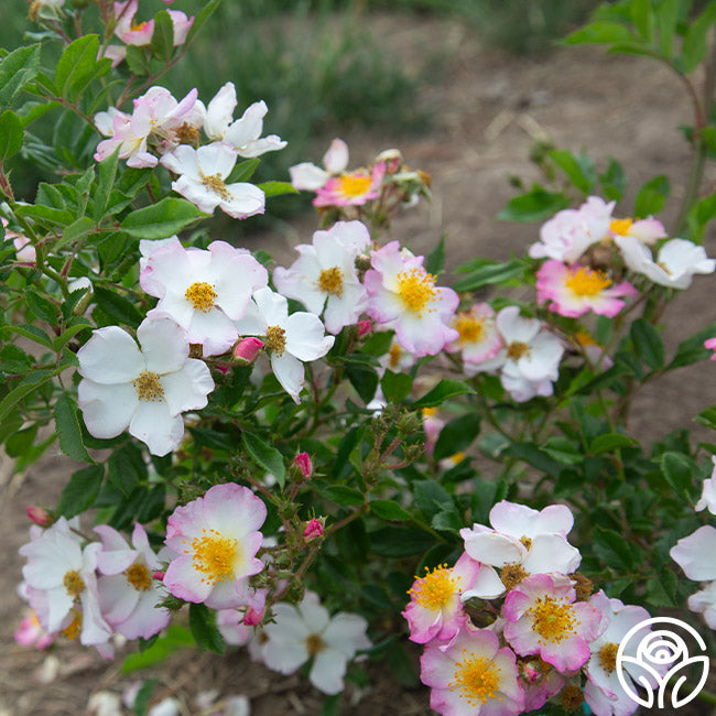 Dreaming Rose - Rambling Rose - Lightly Fragrant – Heirloom Roses