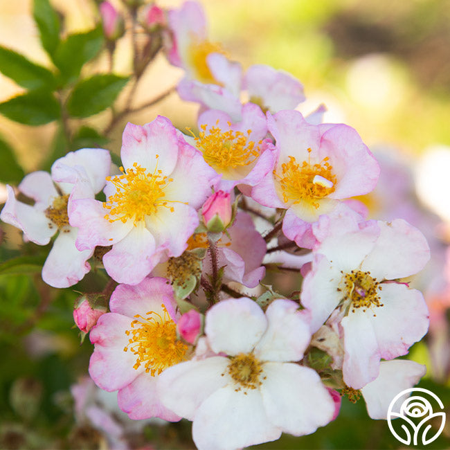 Dreaming Rose - Rambling Rose - Lightly Fragrant – Heirloom Roses