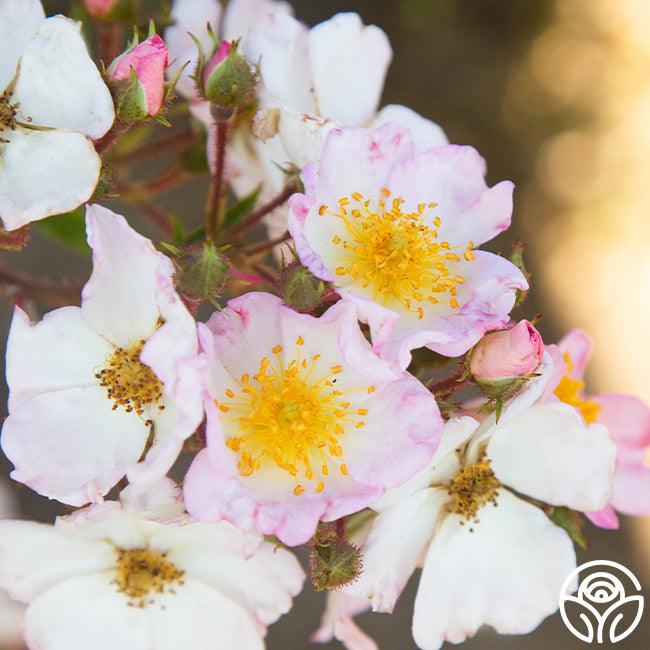 Dreaming Rose - Rambling Rose - Lightly Fragrant – Heirloom Roses