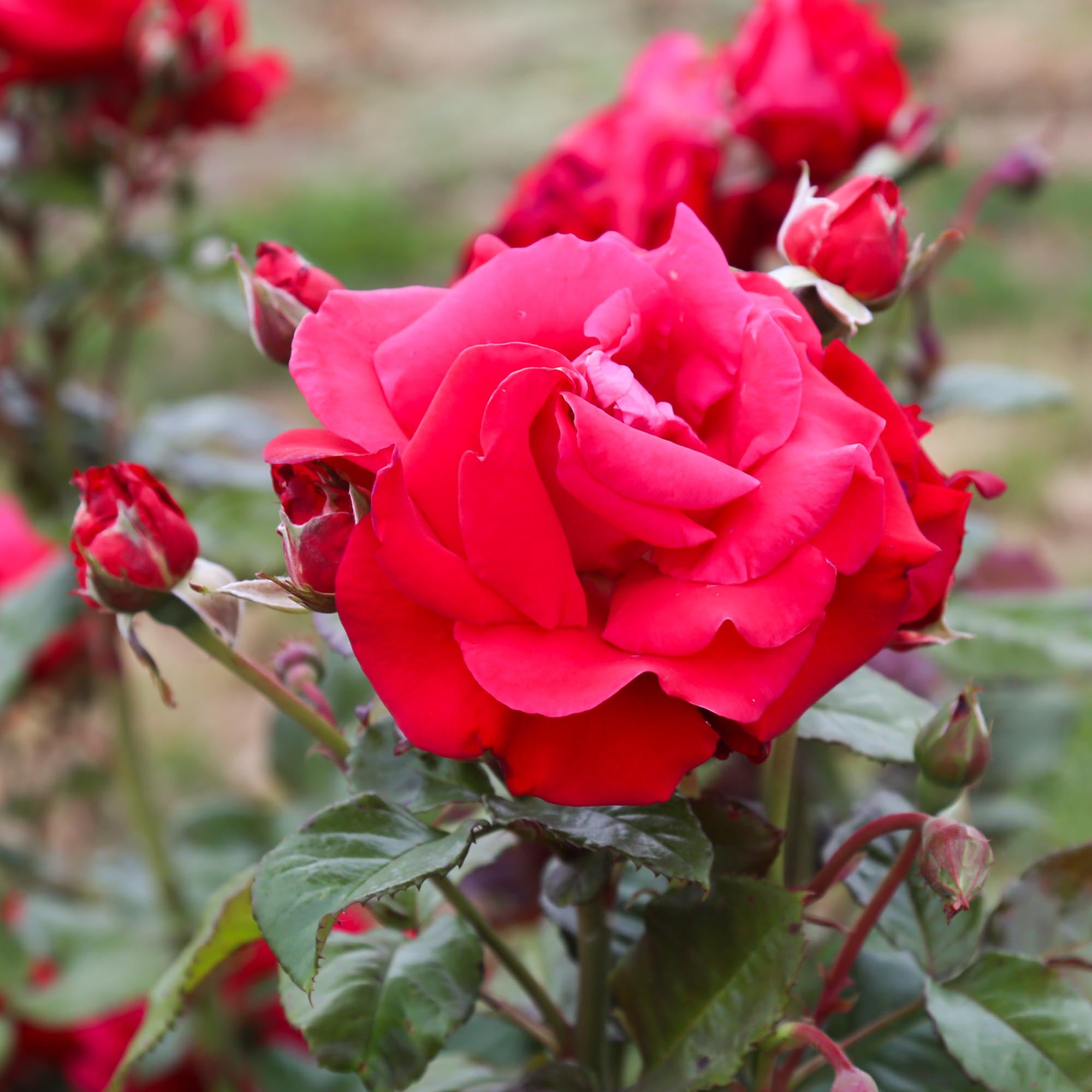 Drop Dead Red Floribunda Rose | Red Rose Plant – Heirloom