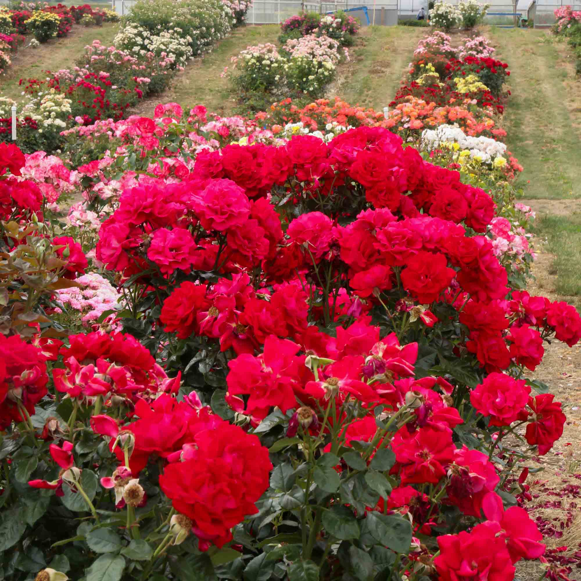 Drop Dead Red Floribunda Rose | Red Rose Plant – Heirloom