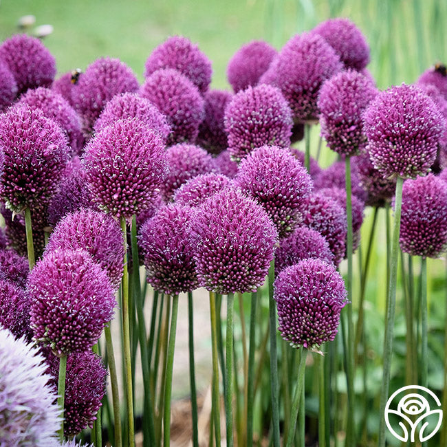 Drumstick Allium