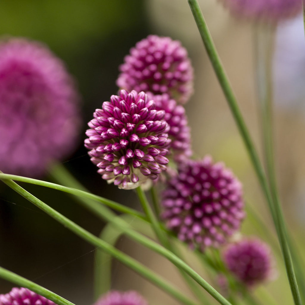 Drumstick Allium