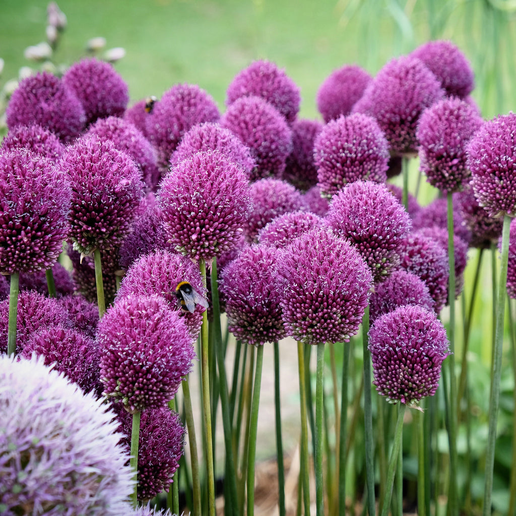 Drumstick Allium