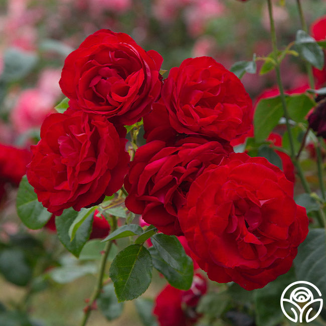 Heirloom Roses Dublin Bay Rose