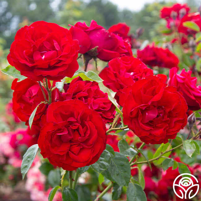 Heirloom Roses Dublin Bay Rose - Thumbnail 2