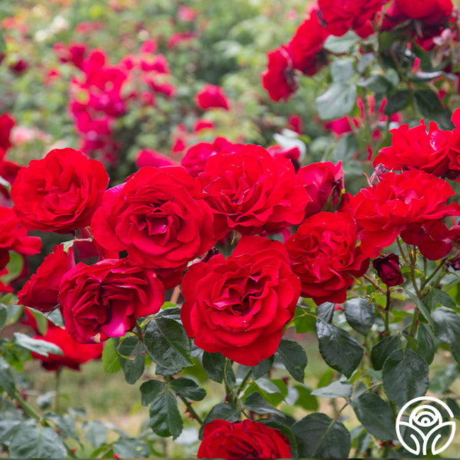 Heirloom Roses Dublin Bay Rose - Thumbnail 4