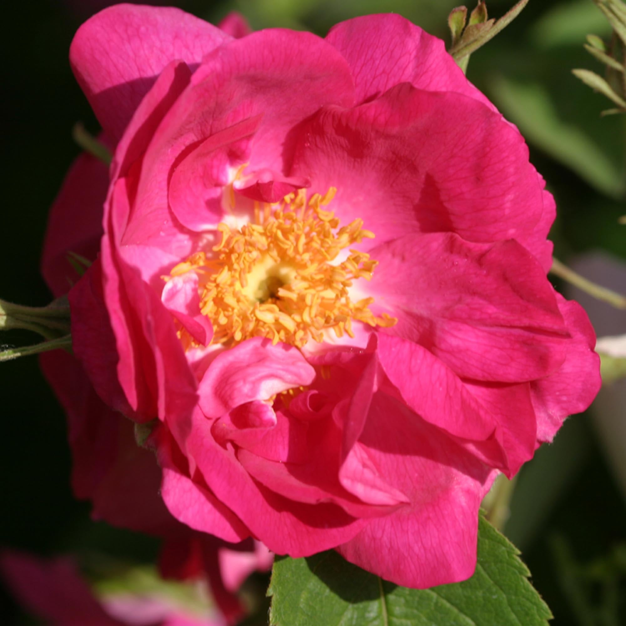 Duchess Of Portland