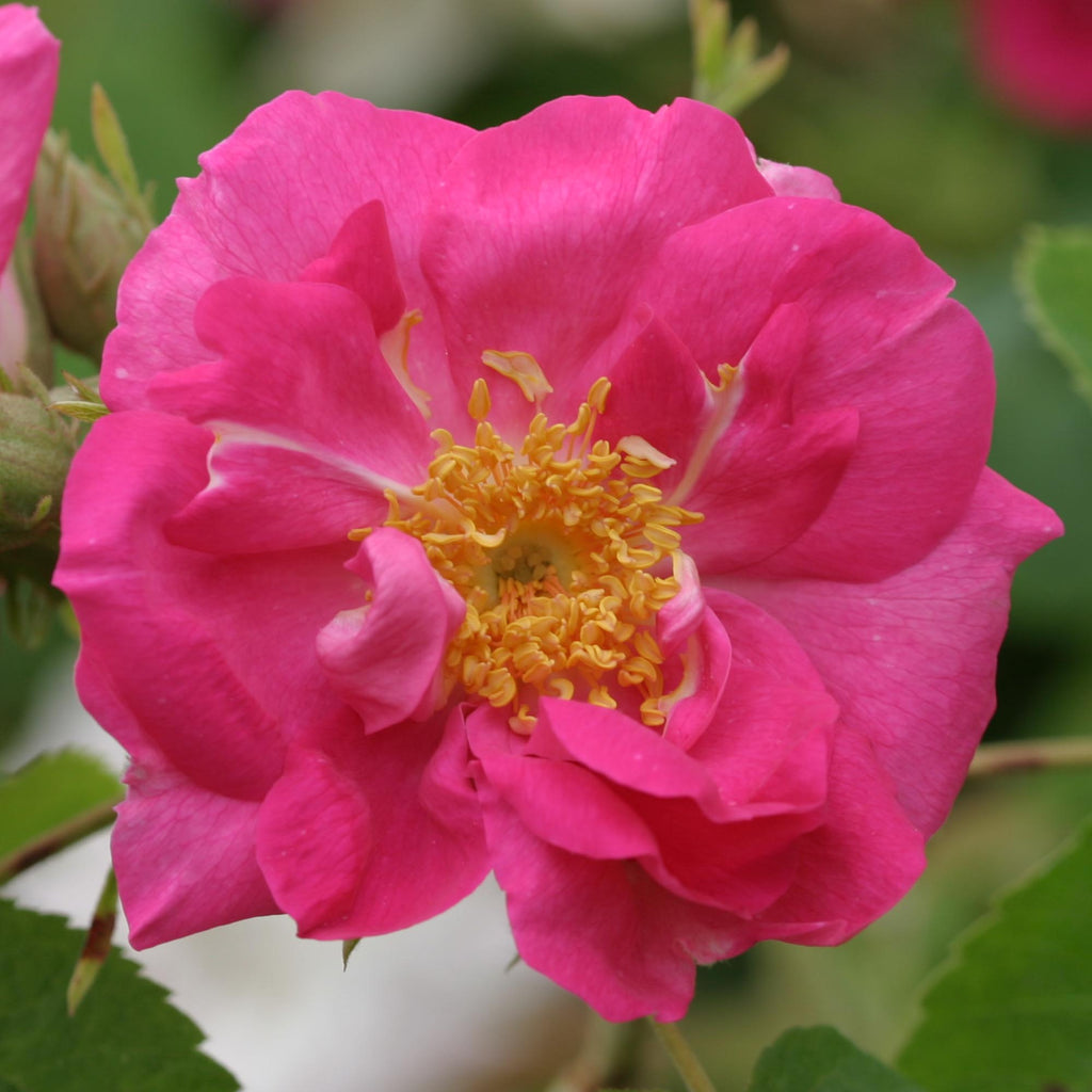 Duchess Of Portland