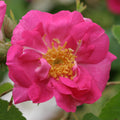 Duchess Of Portland