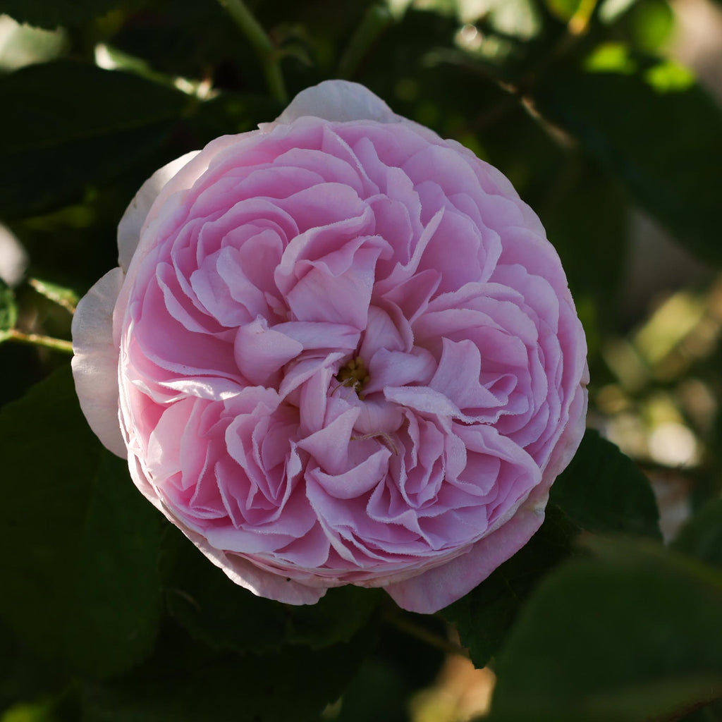 Duchesse de Montebello