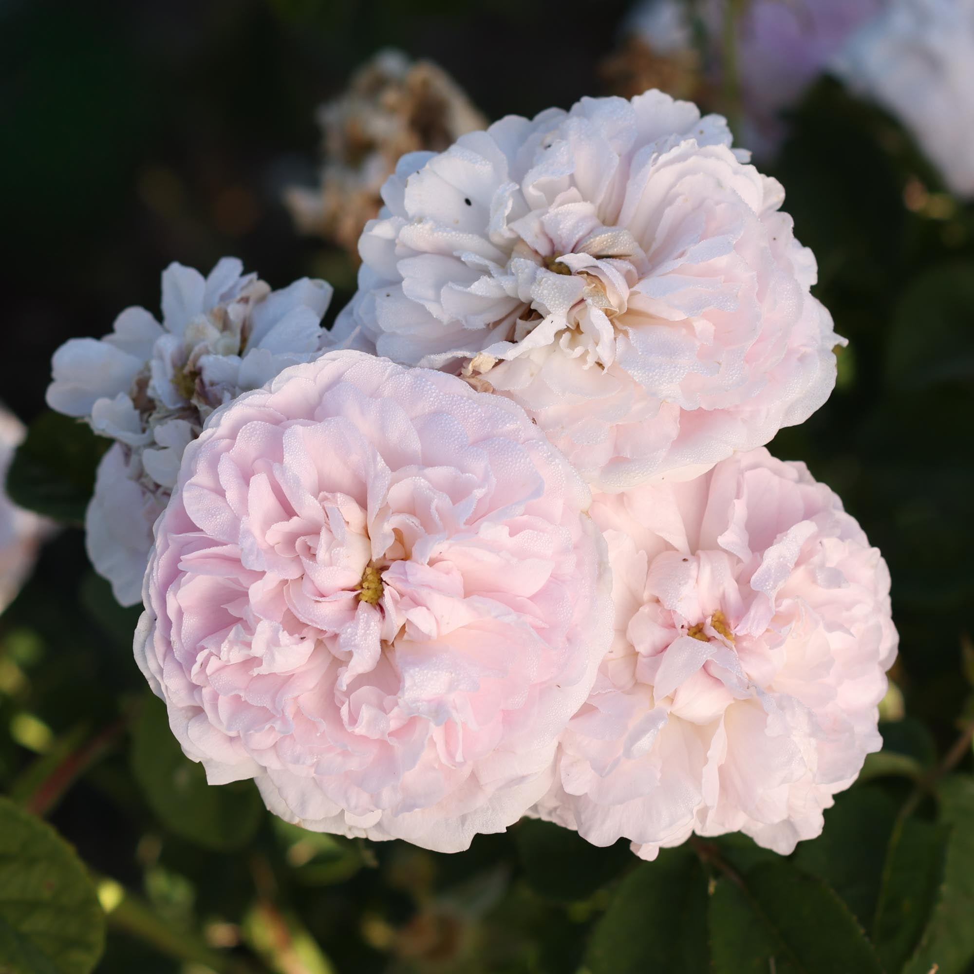 Duchesse de Montebello