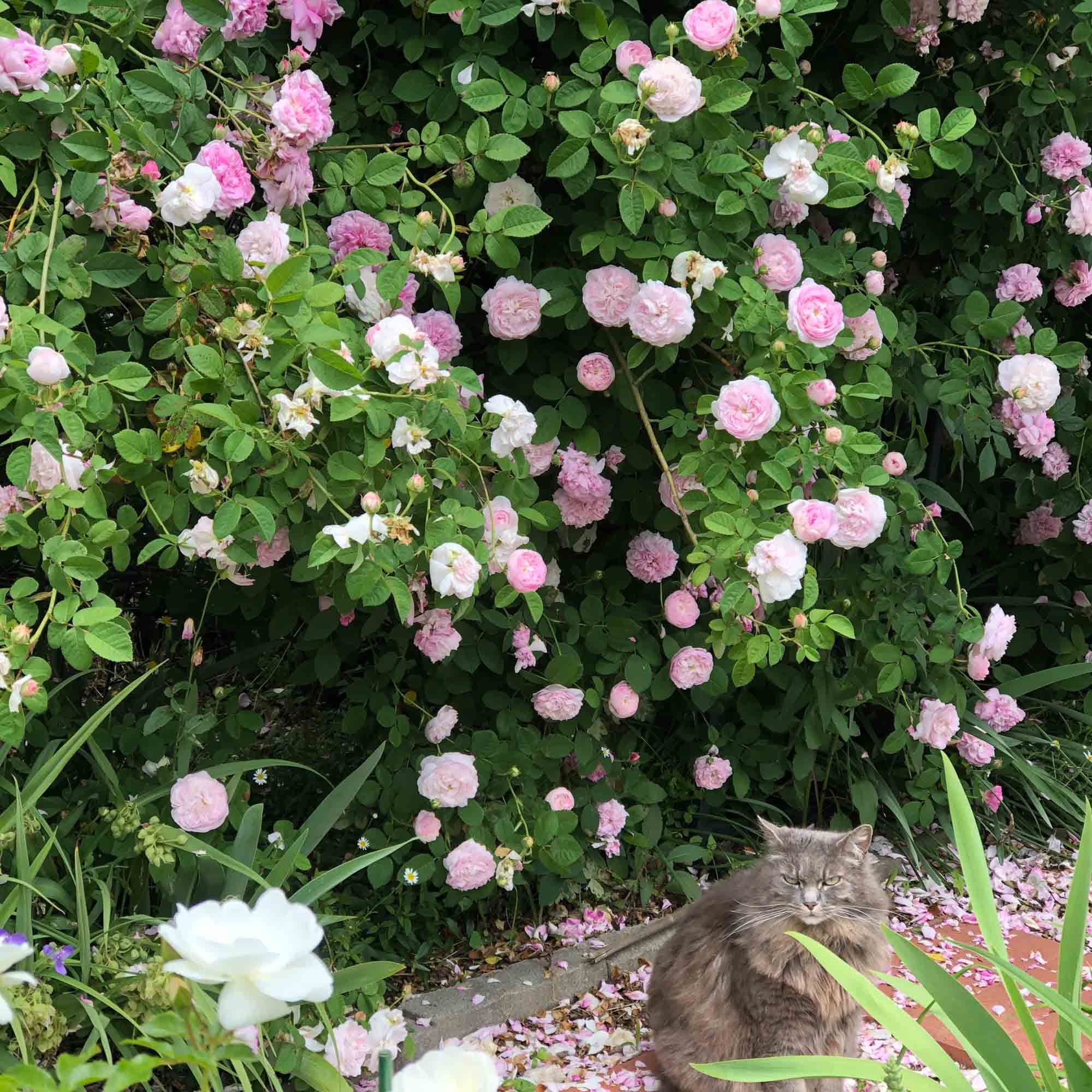 Duchesse de Montebello