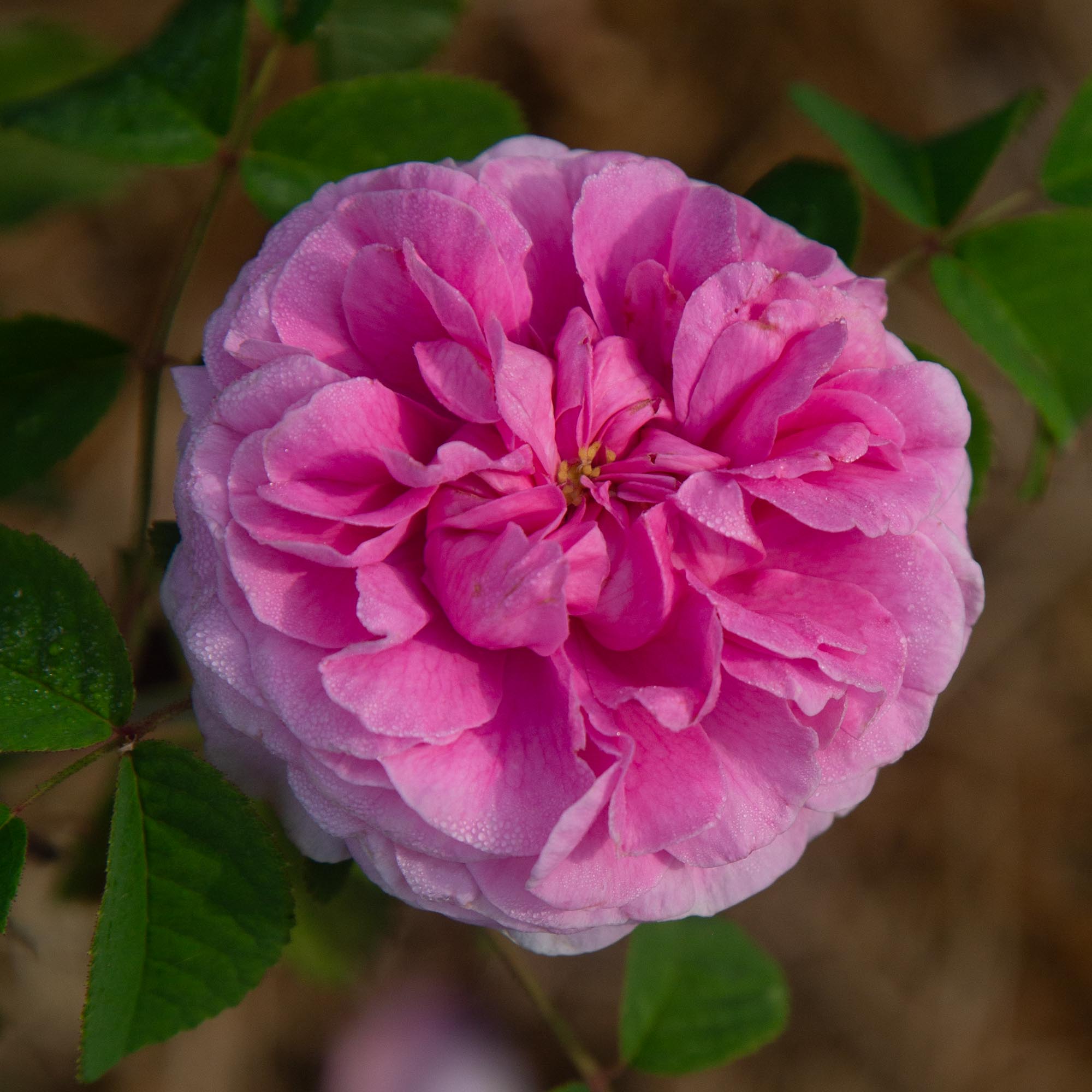 Duchesse de Rohan