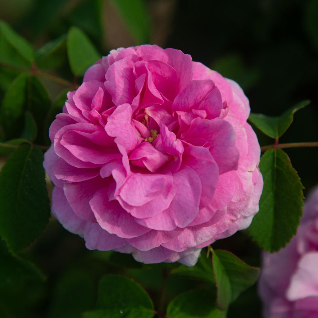 Duchesse de Rohan