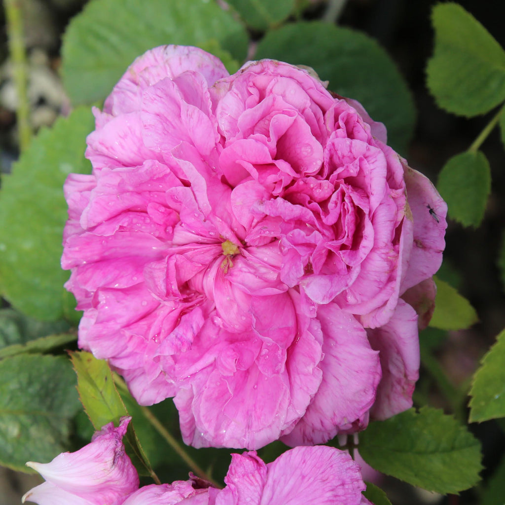 Duchesse de Rohan