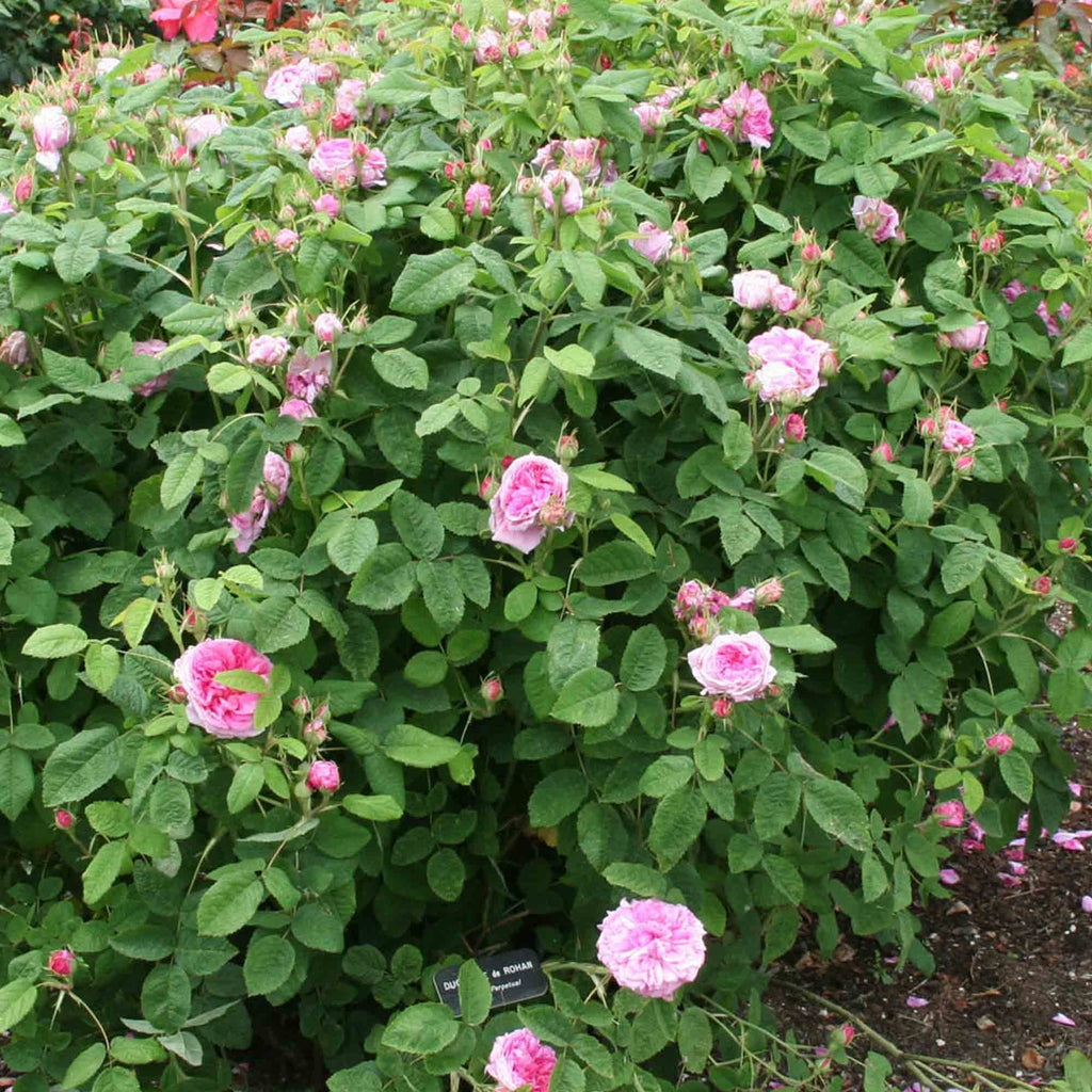Duchesse de Rohan