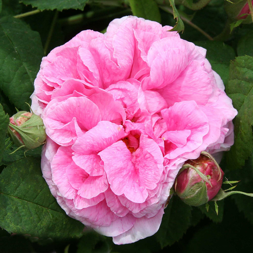 Duchesse de Rohan