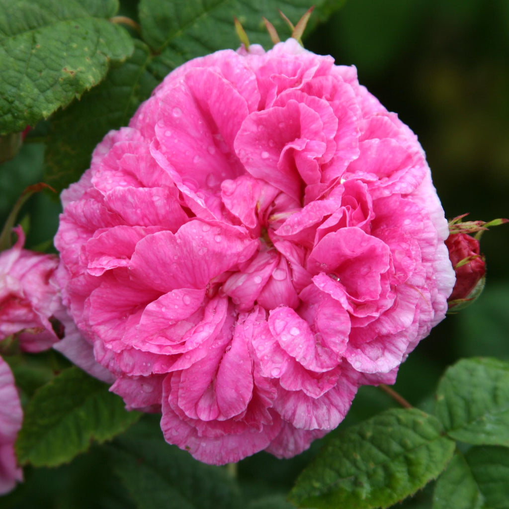 Duchesse de Rohan