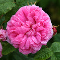 Duchesse de Rohan