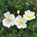 Dunwich Rose
