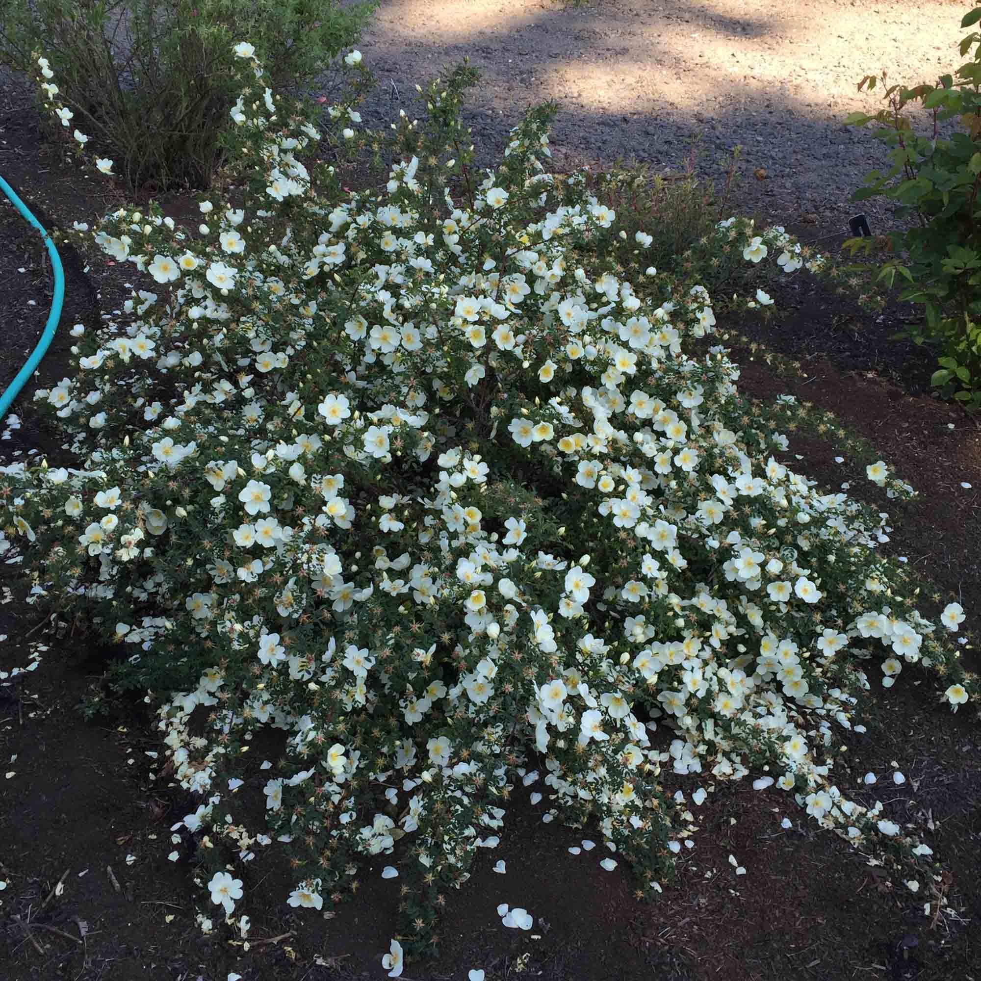 Dunwich Rose