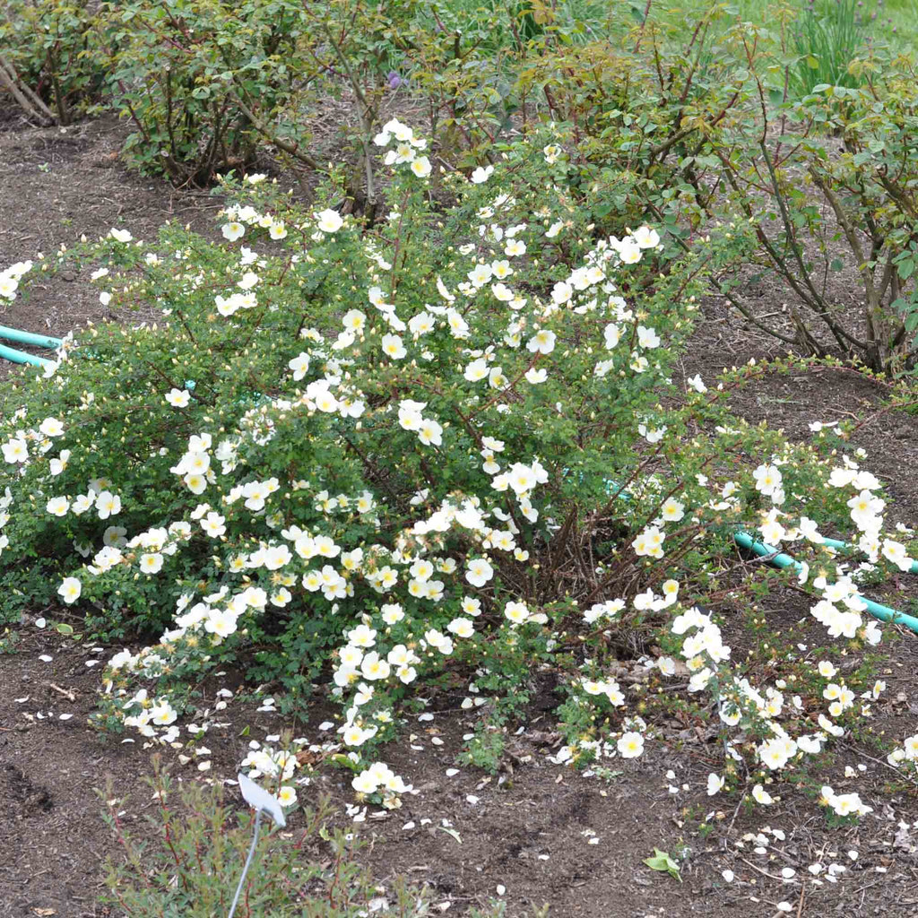Dunwich Rose