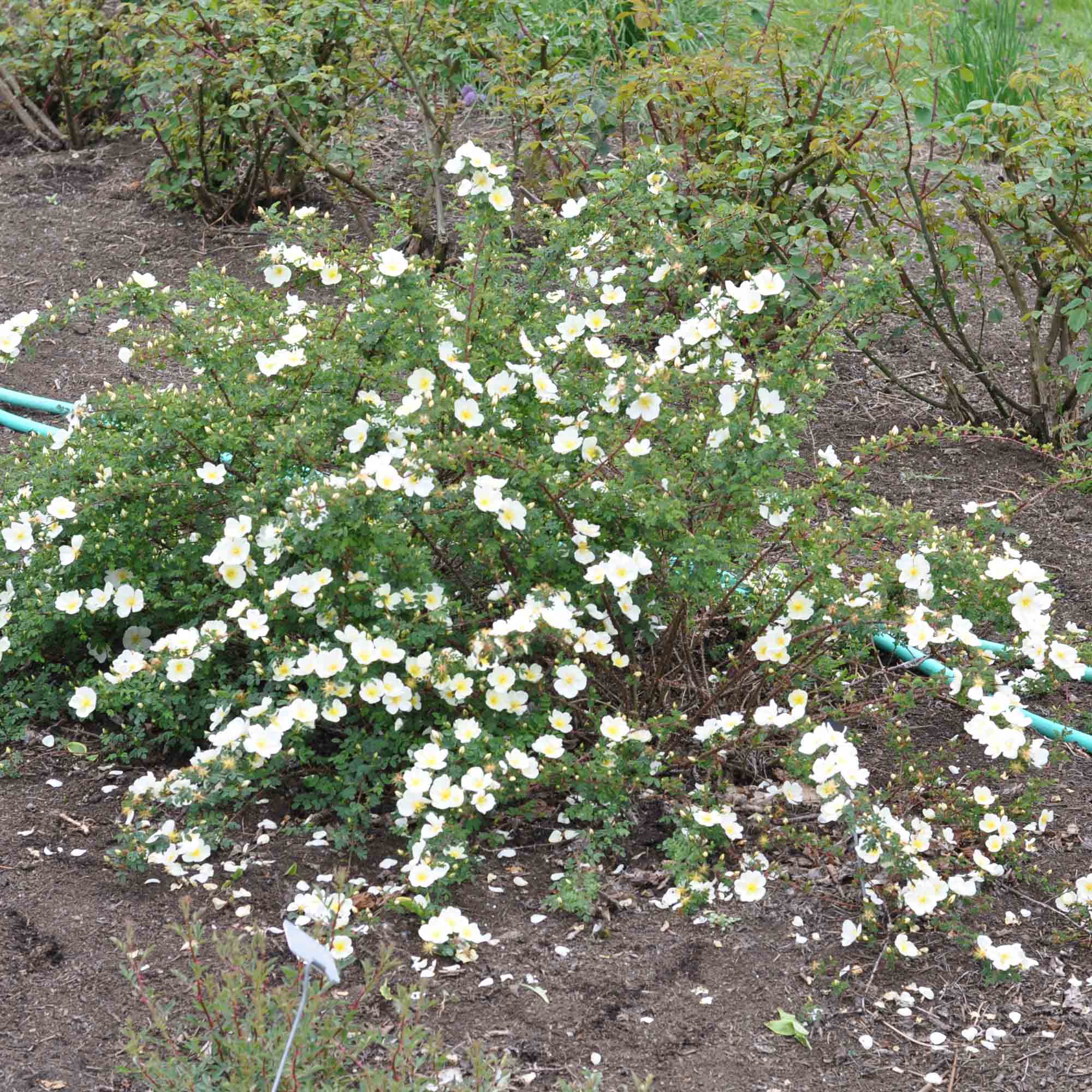 Dunwich Rose