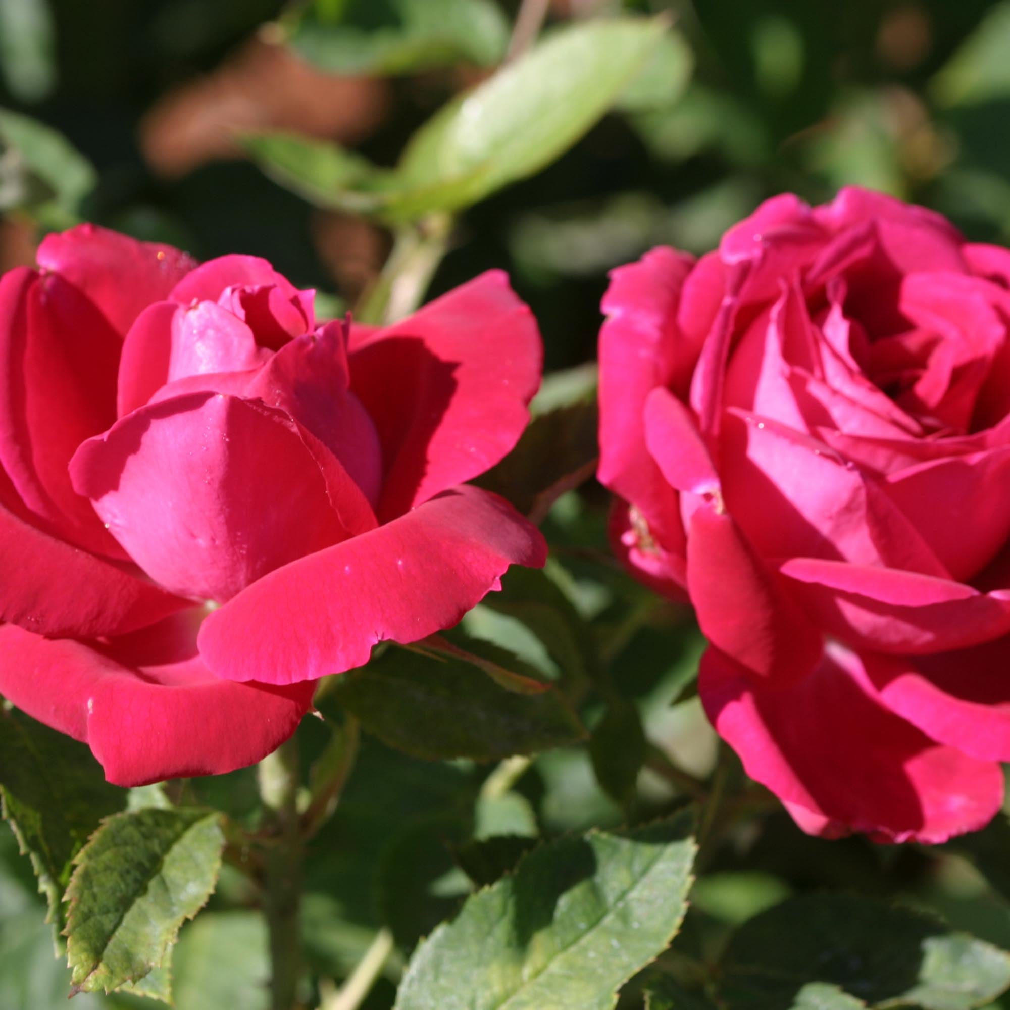 Dupuy Jamain Hybrid Perpetuals Rose | Thornless Rose Bush – Heirloom