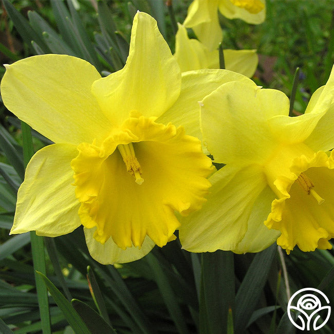 Dutch Master – Heirloom Roses