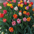Dynasty Mixture