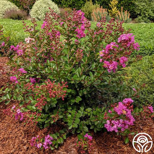 Early Bird™ Purple – Heirloom Roses