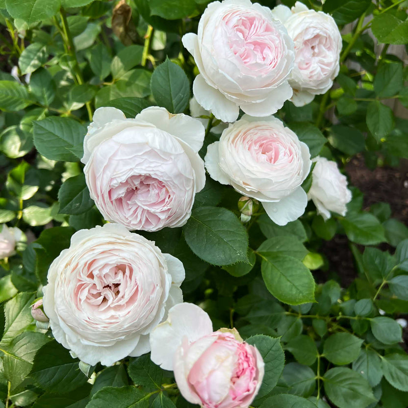 Pink Rose Plants | Rose Bush Collection – Heirloom