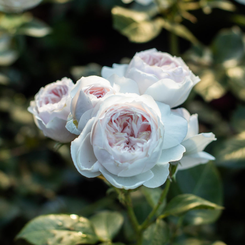 Parfuma® Earth Angel