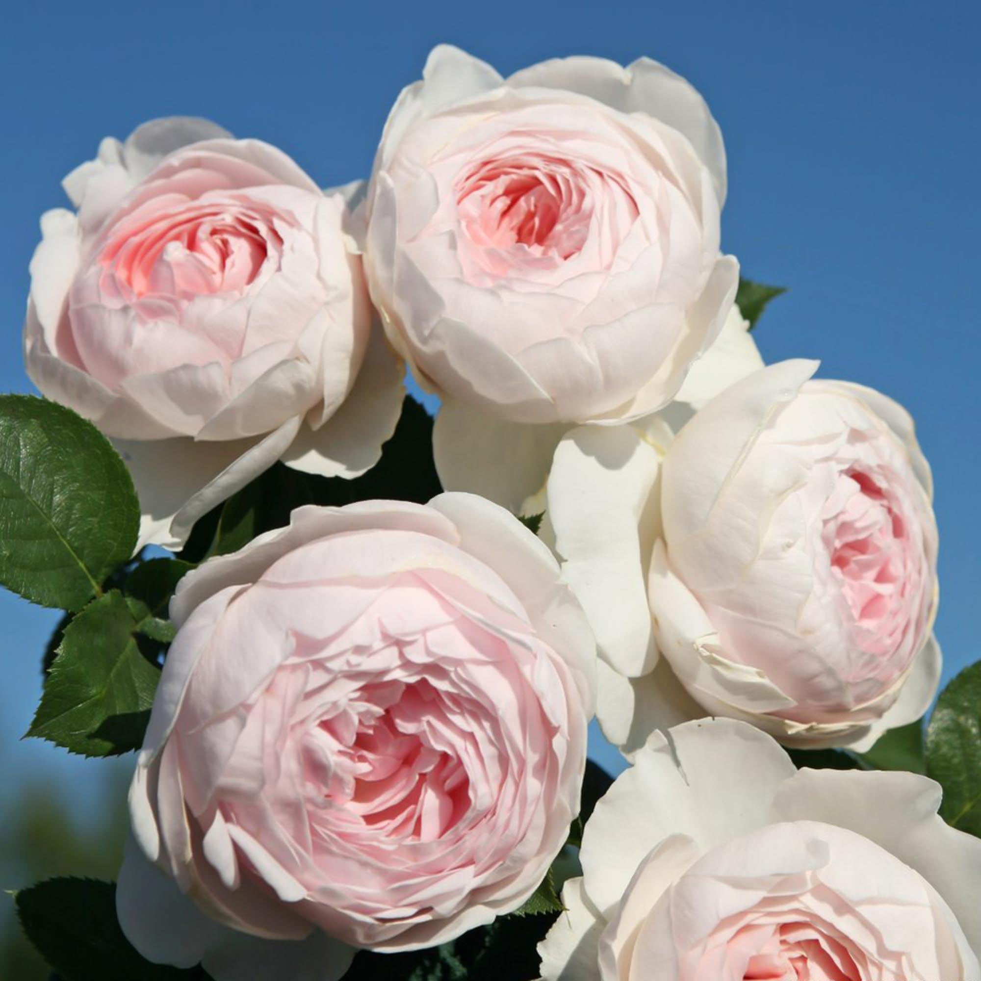 Parfuma Earth Angel Floribunda Rose | Heirloom Roses