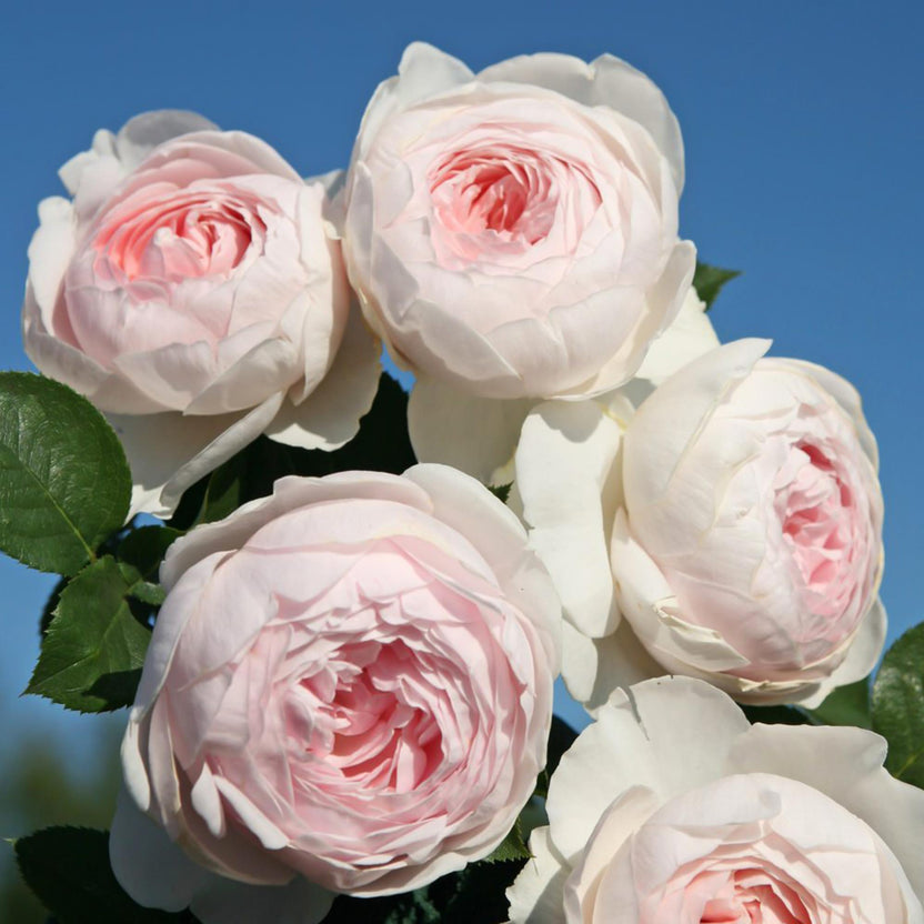 Pink Rose Plants | Rose Bush Collection – Heirloom