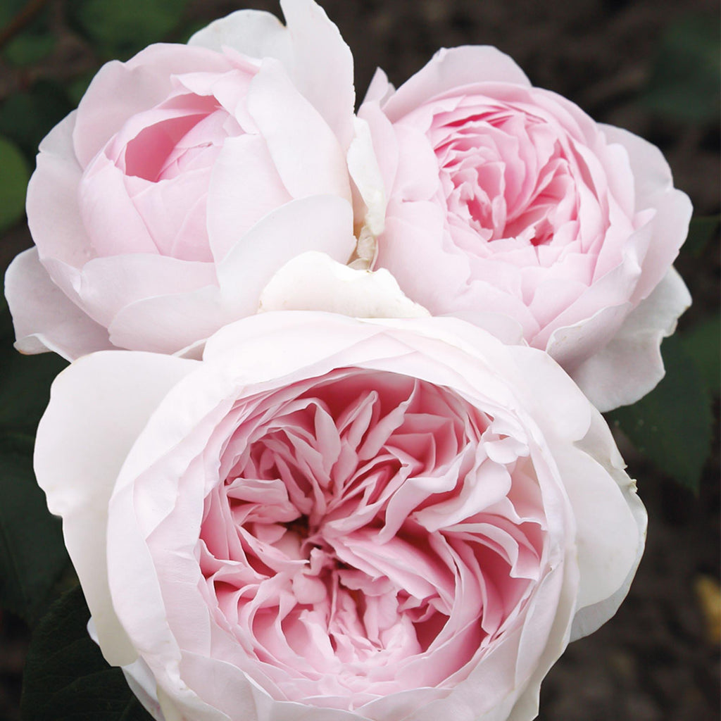 Parfuma® Earth Angel