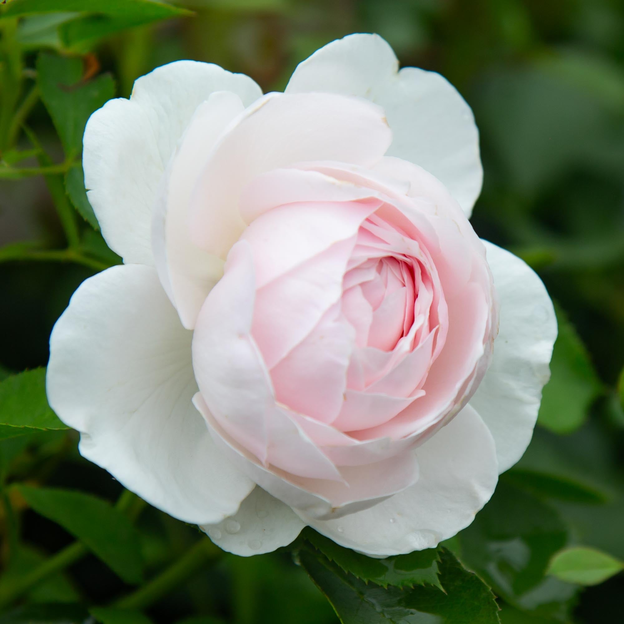 Parfuma Earth Angel Floribunda Rose | Heirloom Roses