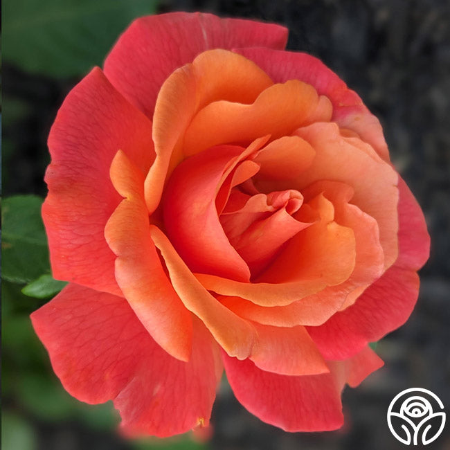 Easy Does It Floribunda Rose | Colorful Rose Plant – Heirloom Roses