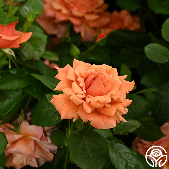 Easy Does Roses Easy Does It Rose - Floribunda - Lightly Fragrant – Heirloom Roses