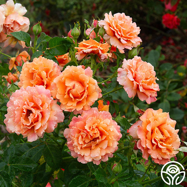 Easy Does Roses Easy Does It Rose - Floribunda - Lightly Fragrant – Heirloom Roses