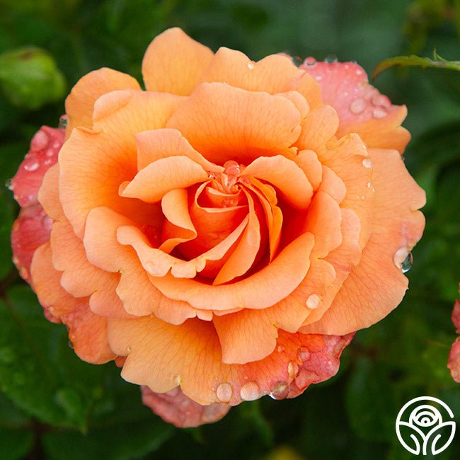 Easy Does Roses Easy Does It Rose - Floribunda - Lightly Fragrant – Heirloom Roses