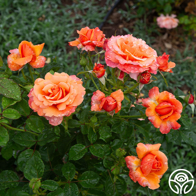 Easy Does Roses Easy Does It Rose - Floribunda - Lightly Fragrant – Heirloom Roses
