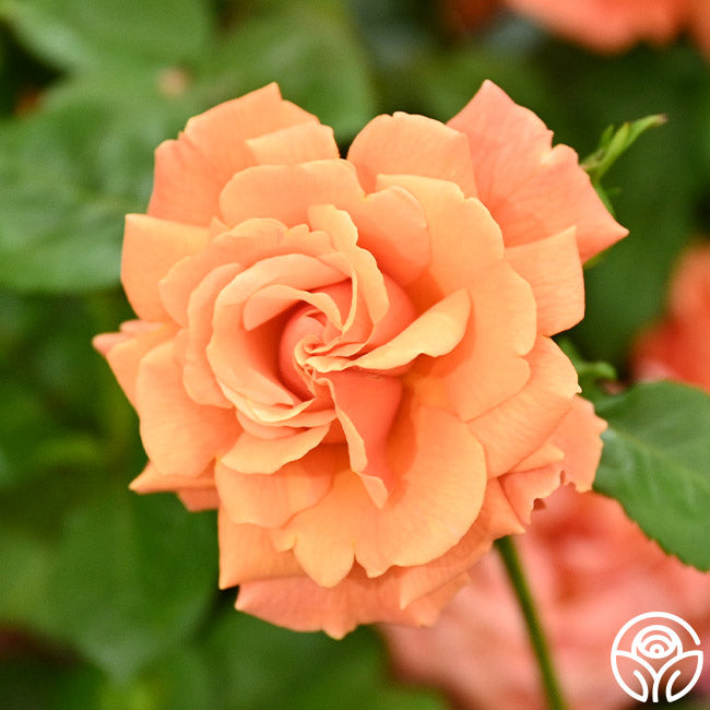 Easy Does Roses Easy Does It Rose - Floribunda - Lightly Fragrant – Heirloom Roses