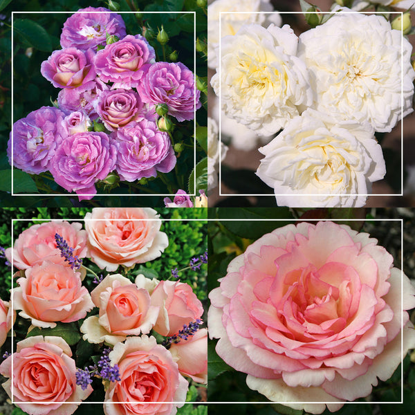 Easy-To-Grow Collection II – Heirloom