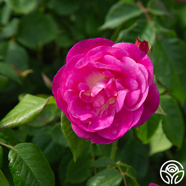 Easy To Please™ | Pink Floribunda Rose Bush – Heirloom Easy To Please™ | Pink Floribunda Rose Bush – Heirloom