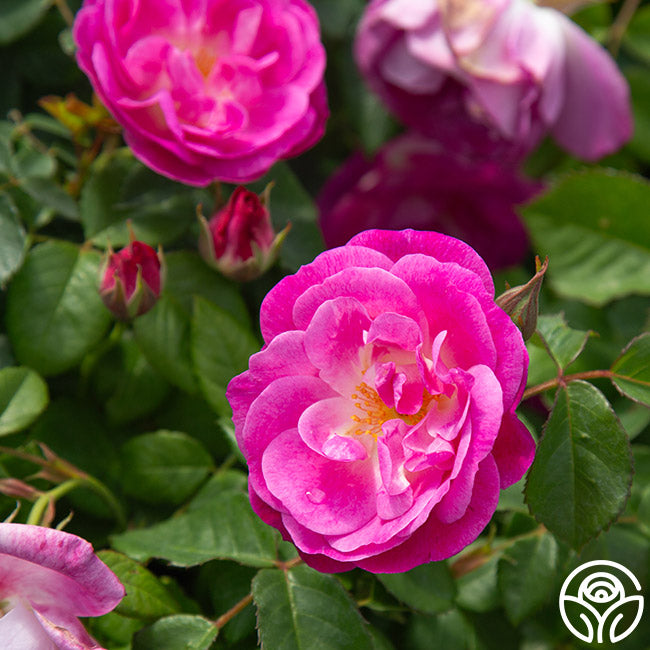 Easy To Please™ | Pink Floribunda Rose Bush – Heirloom Roses